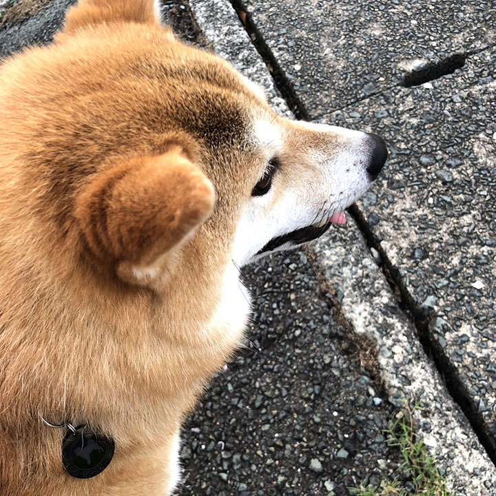 迷子札 犬 アクリル サークル ブラックタイプ（30mm）ペット ドッグ ネーム タグ 愛犬用に まいごふだ